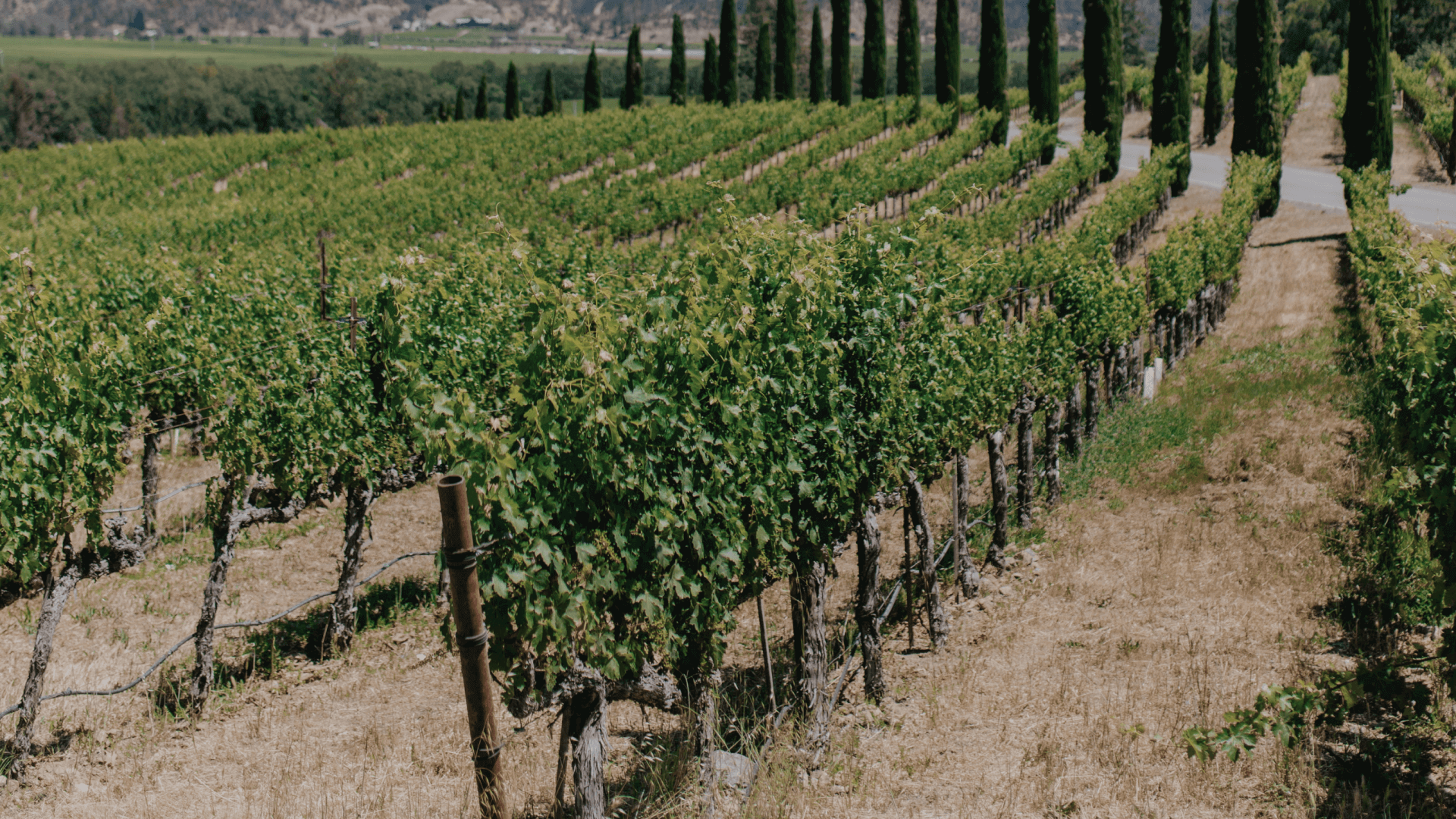 Moscato d'Asti Köp online Vinoteket